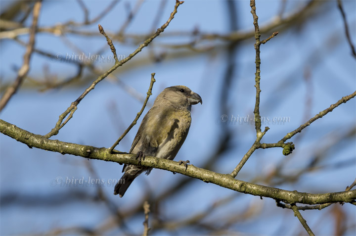 Kiefernkreuzschnabel Kiefernkreuzschnabel