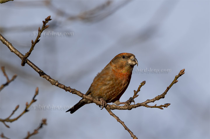 Kiefernkreuzschnabel Kiefernkreuzschnabel