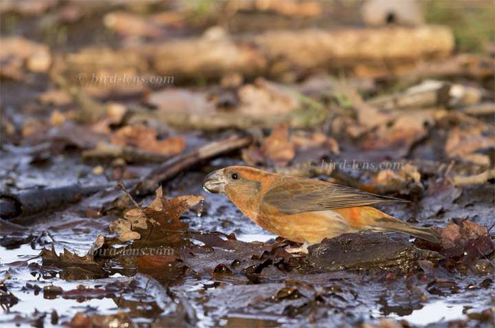 Kiefernkreuzschnabel Kiefernkreuzschnabel