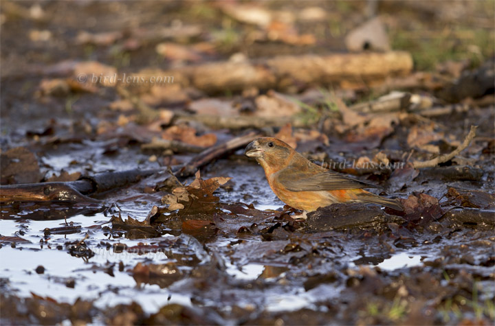 Kiefernkreuzschnabel
