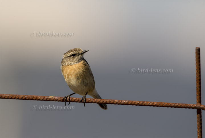 Schwarzkehlchen (europ.) Schwarzkehlchen (europ.)