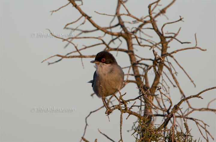 Samtkopfgrasmücke Samtkopfgrasmücke