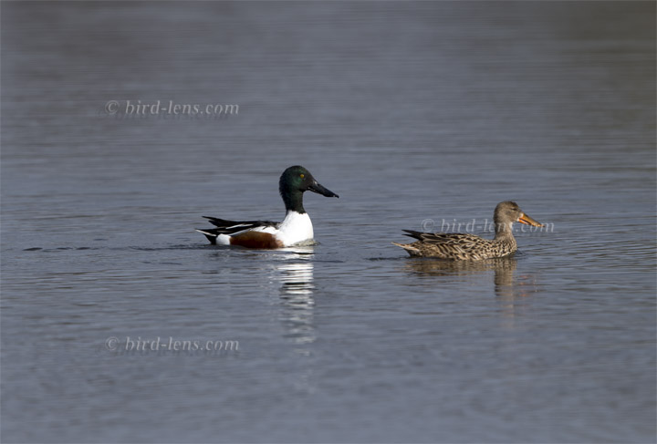 Löffelente Löffelente