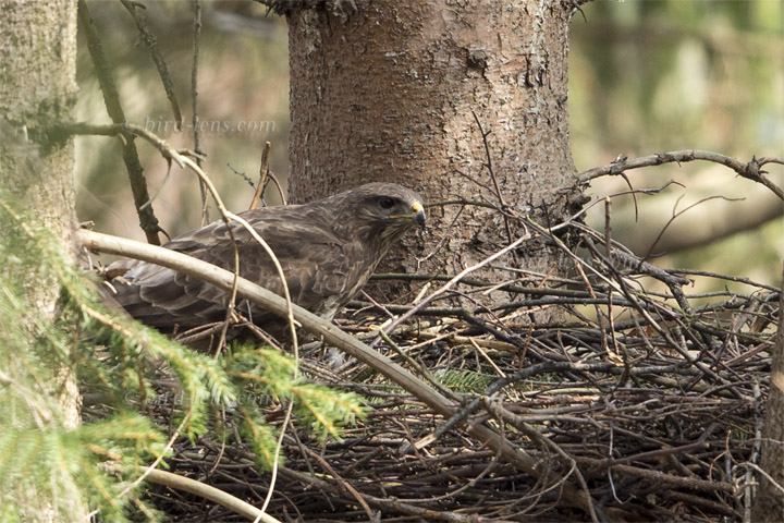 Common Buzzard