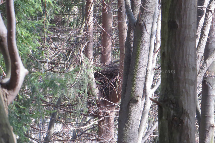 Tannenhäher Tannenhäher