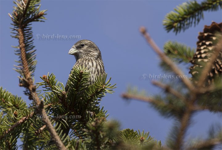 Fichtenkreuzschnabel Fichtenkreuzschnabel