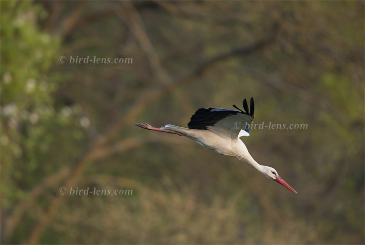 Weißstorch Weißstorch