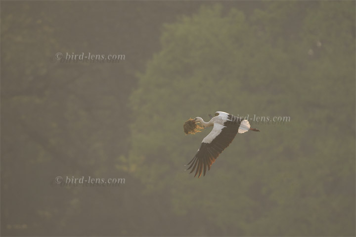 Weißstorch Weißstorch