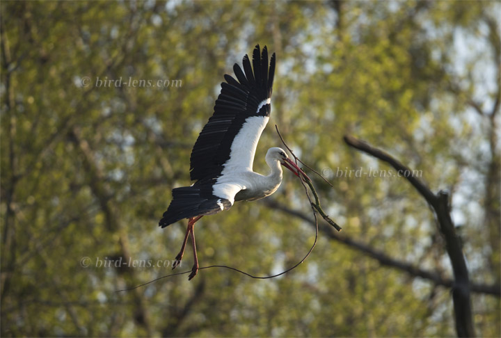 Weißstorch Weißstorch