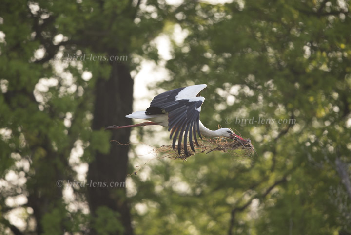 Weißstorch Weißstorch