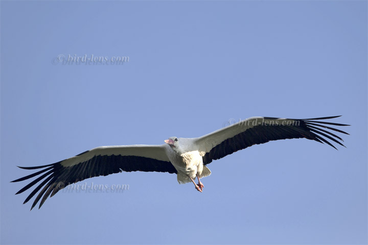 Weißstorch Weißstorch