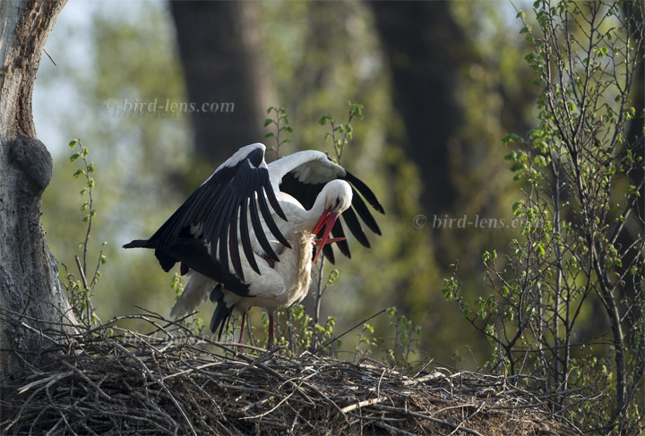 Weißstorch Weißstorch