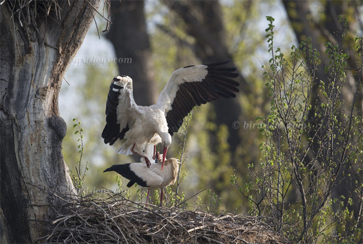 Weißstorch Weißstorch