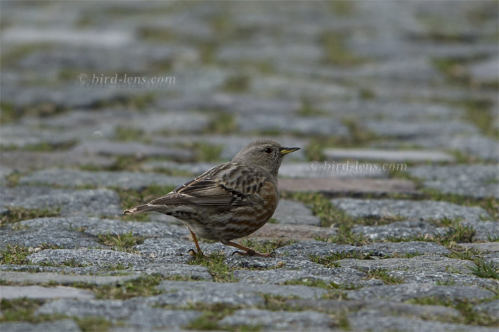 Alpine Accentor