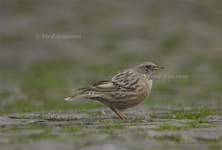 Alpine Accentor