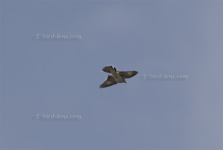 Baumpieper Baumpieper