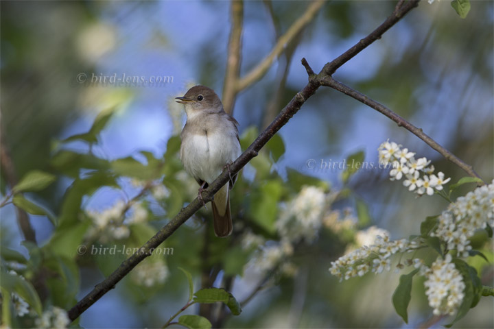 Nachtigall Nachtigall