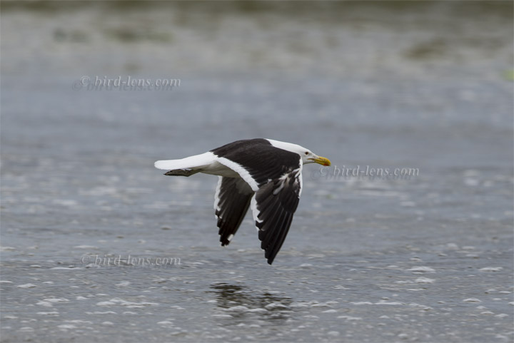 Dominikanermöwe Dominikanermöwe