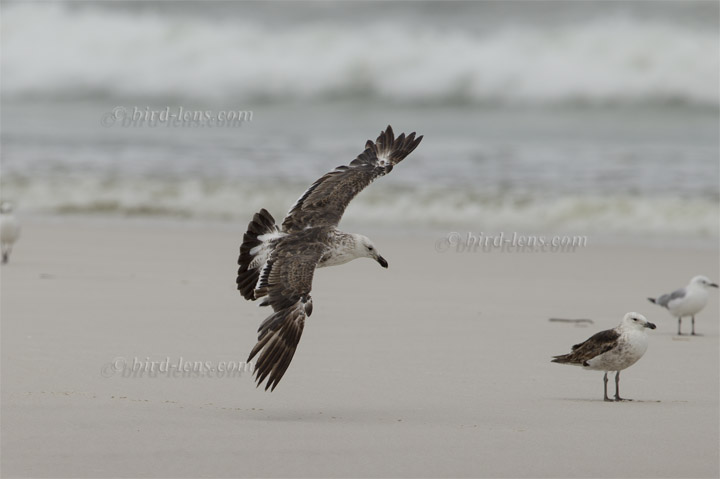 Dominikanermöwe Dominikanermöwe