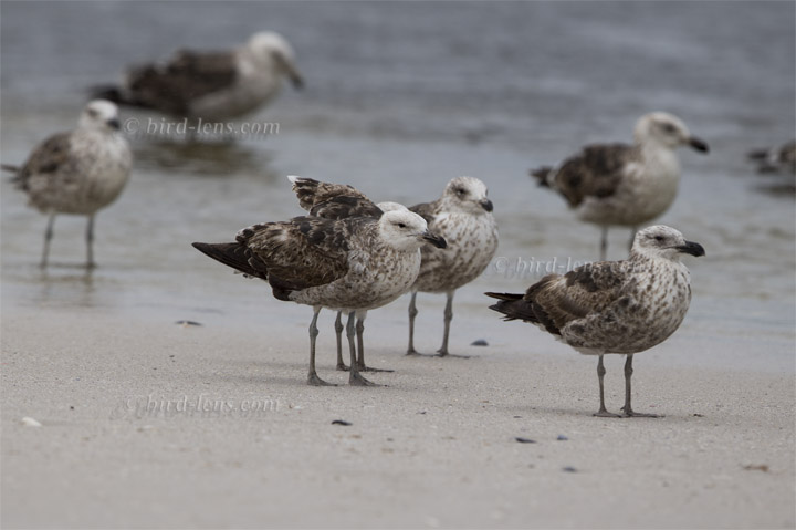 Dominikanermöwe Dominikanermöwe