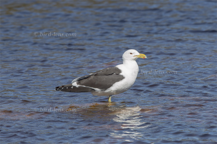 Dominikanermöwe Dominikanermöwe