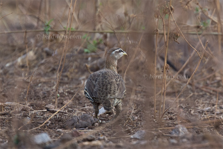 Doppelsporn-Frankolin Doppelsporn-Frankolin