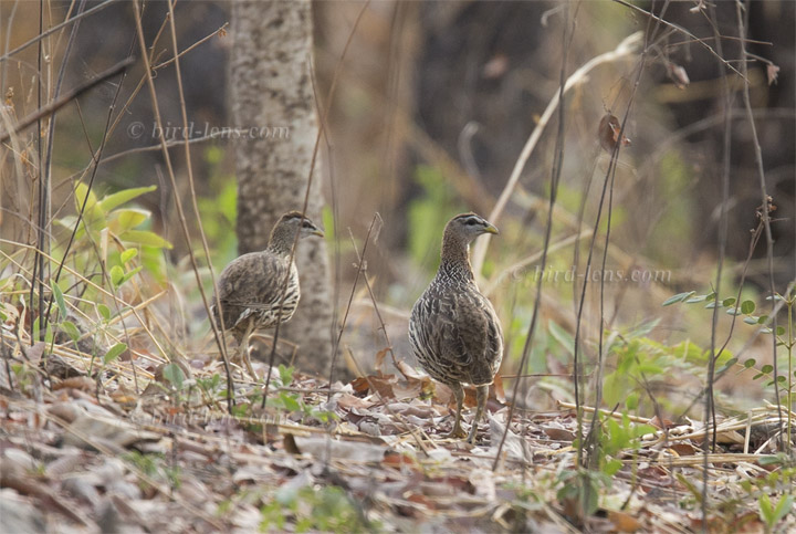 Doppelsporn-Frankolin