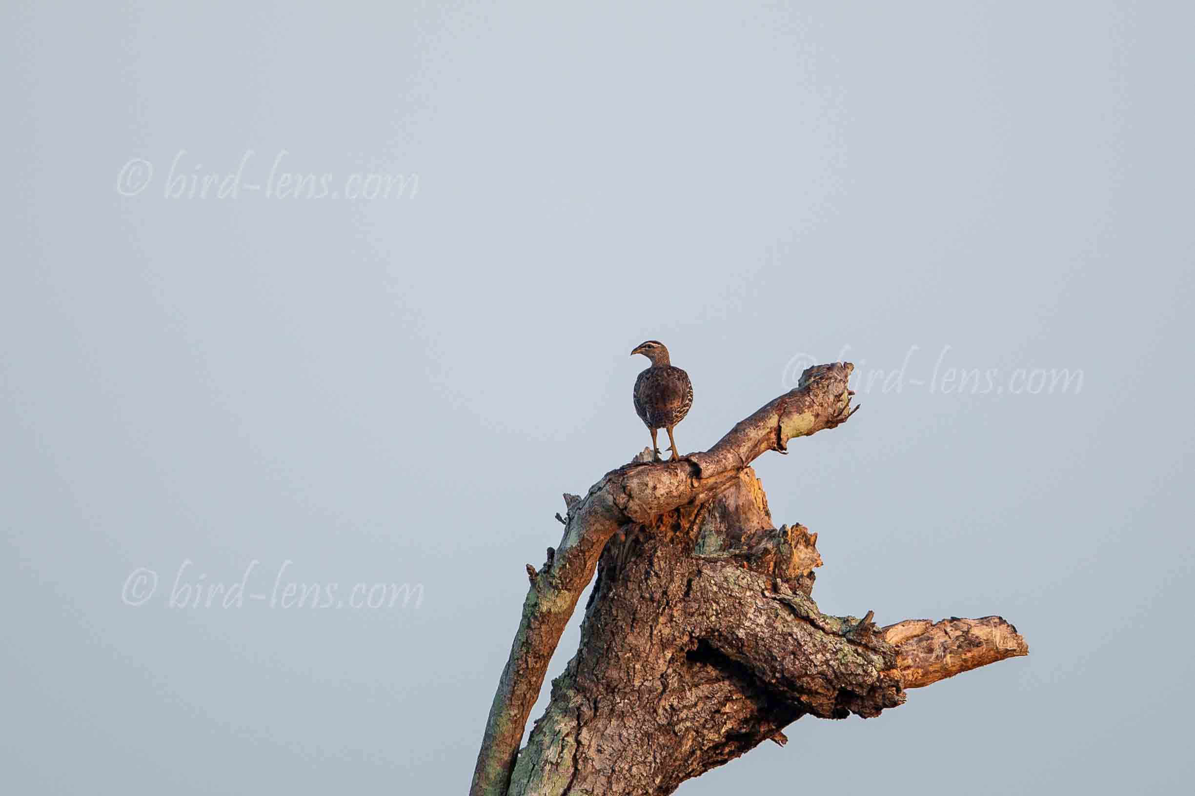 Doppelsporn-Frankolin Doppelsporn-Frankolin