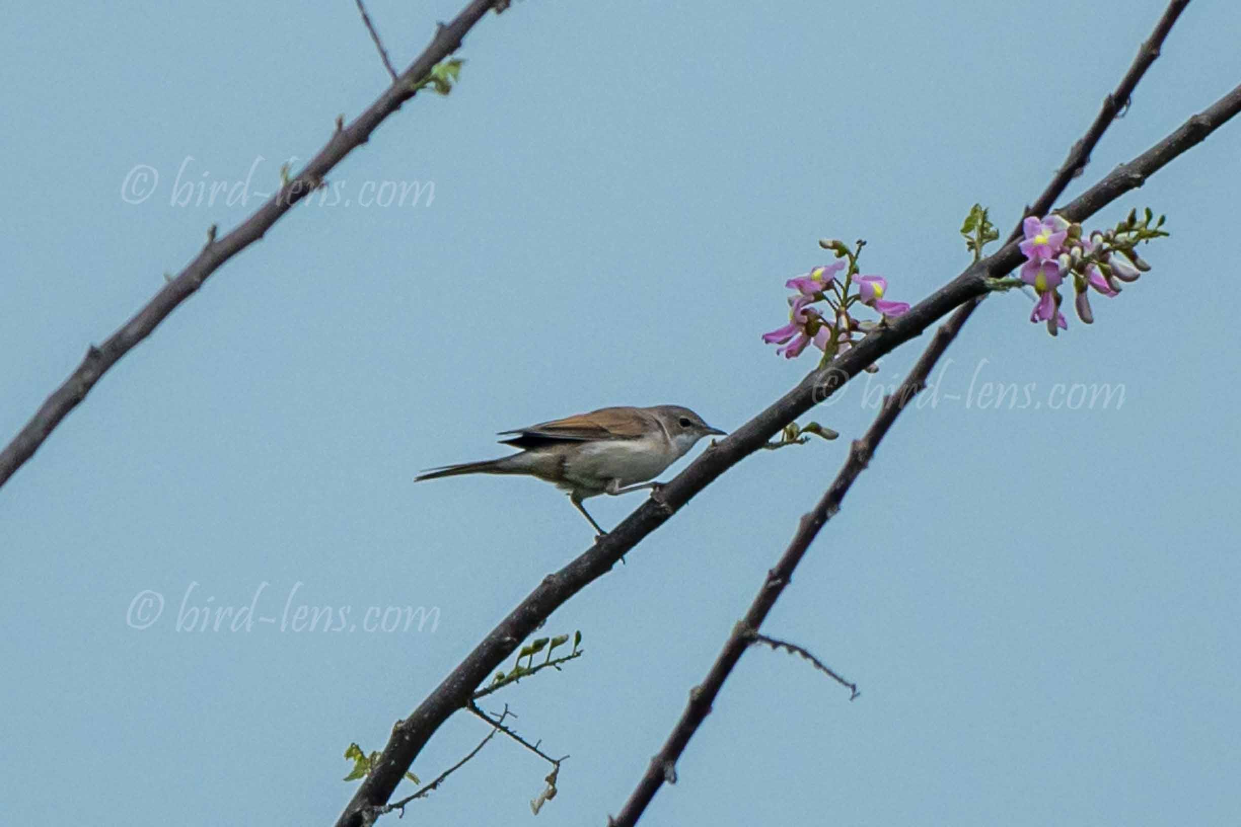 Dorngrasmücke Dorngrasmücke