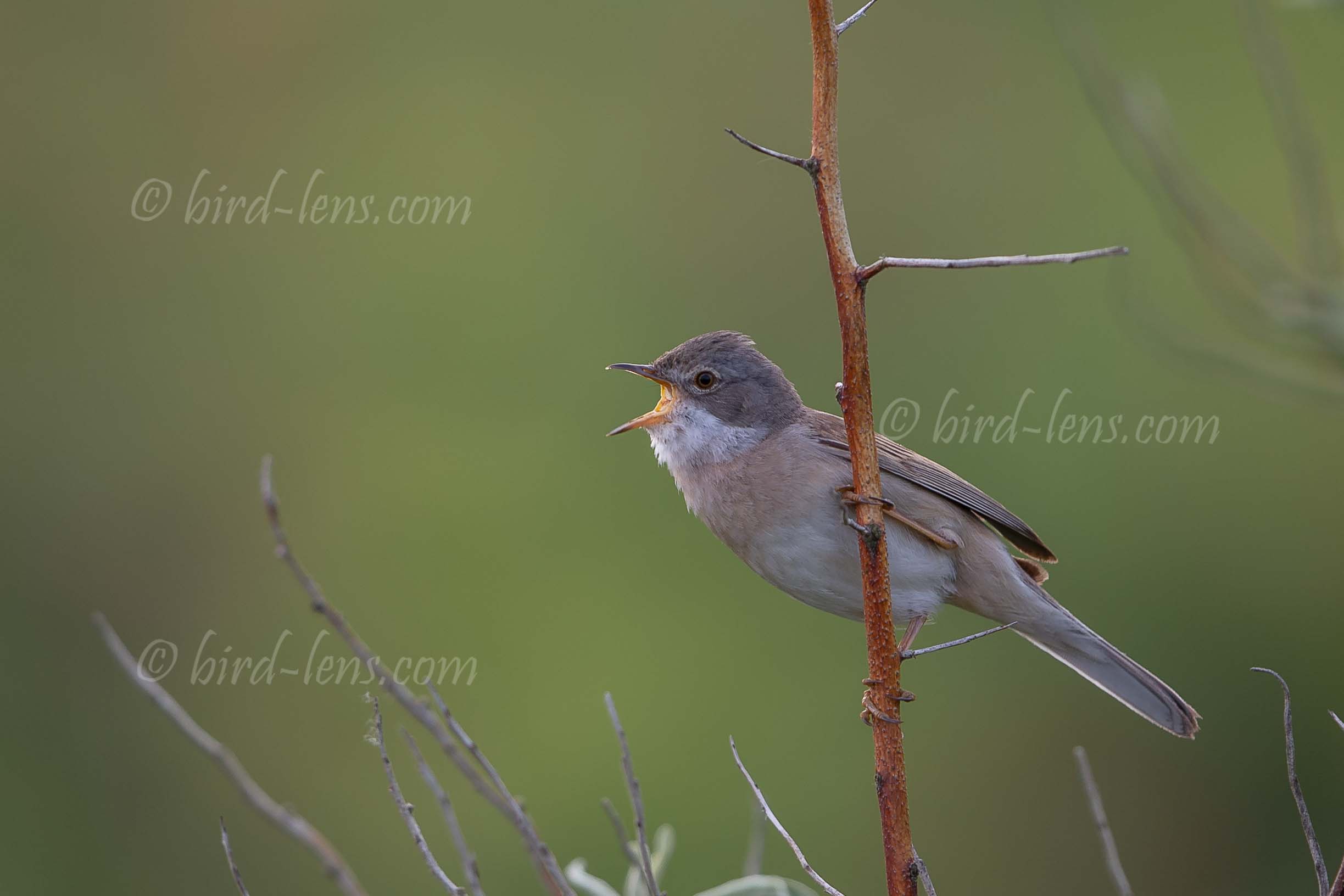Dorngrasmücke Dorngrasmücke