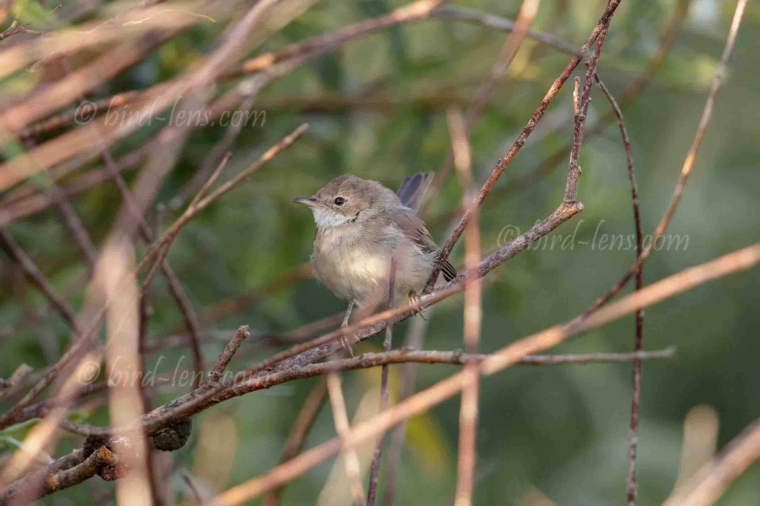 Dorngrasmücke Dorngrasmücke