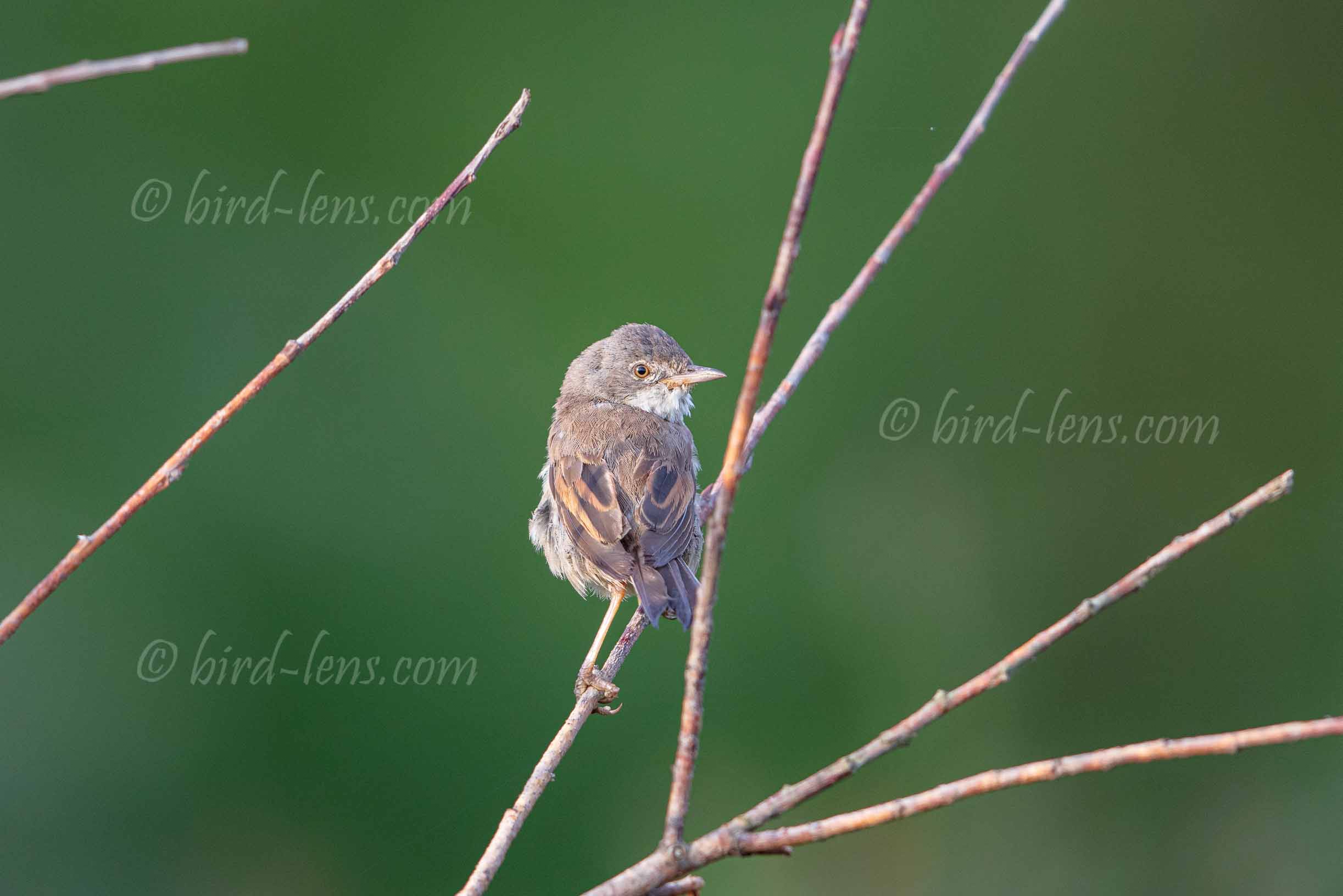 Dorngrasmücke Dorngrasmücke