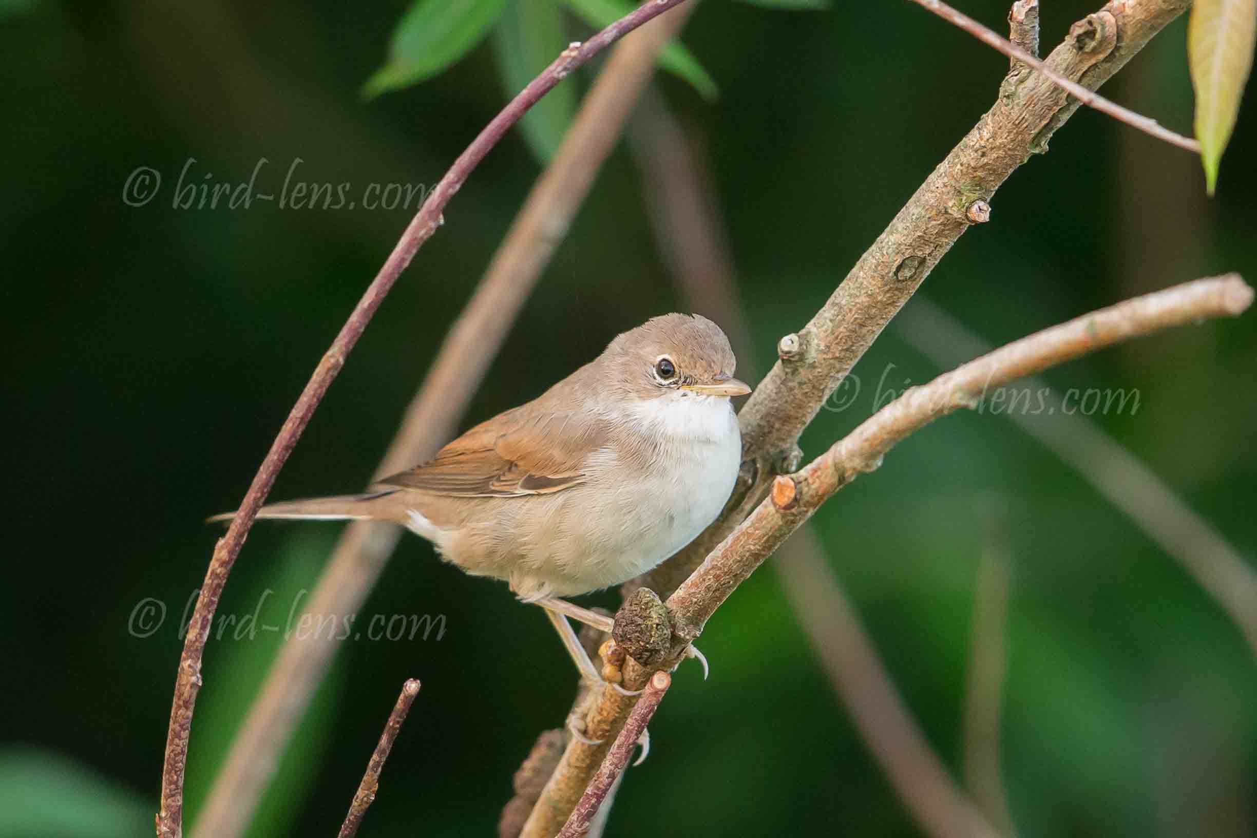 Dorngrasmücke Dorngrasmücke