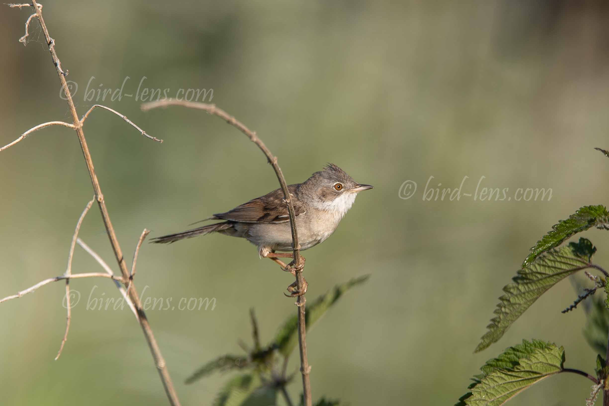 Dorngrasmücke Dorngrasmücke