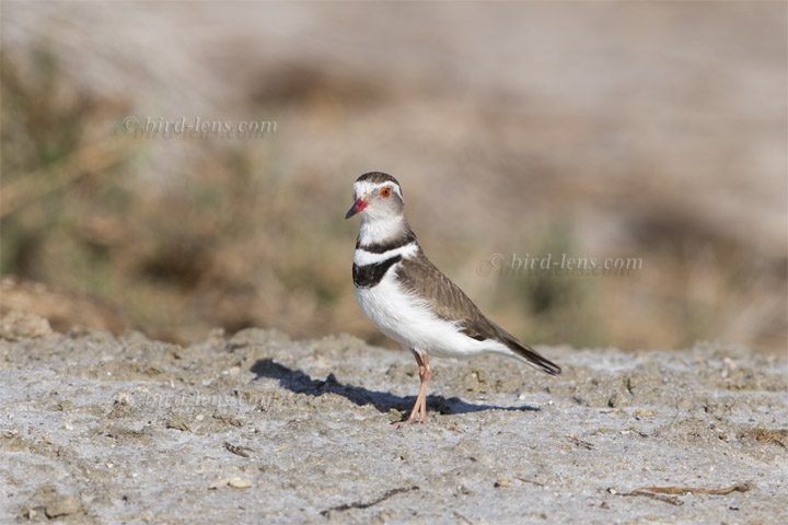 Dreibandregenpfeifer