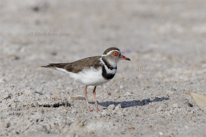 Dreibandregenpfeifer Dreibandregenpfeifer