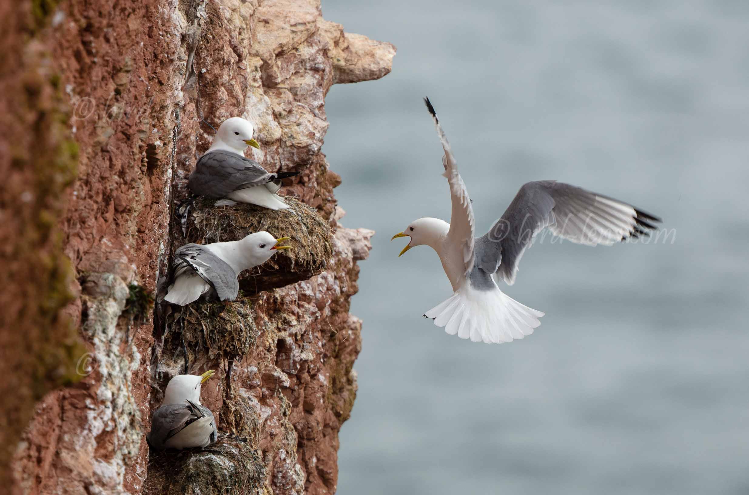 Dreizehenmöwe Dreizehenmöwe