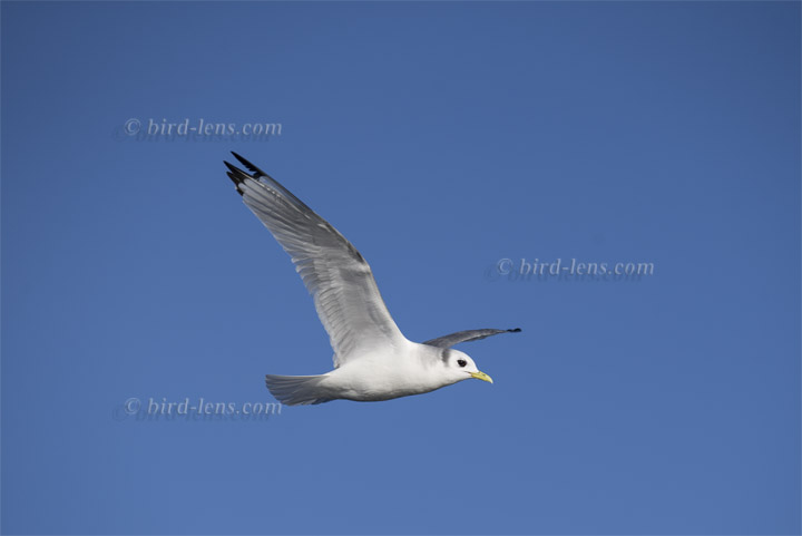 Dreizehenmöwe Dreizehenmöwe