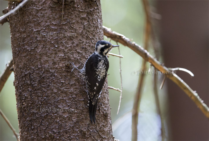 Dreizehenspecht