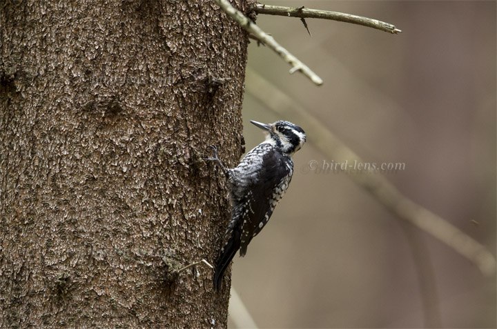 Dreizehenspecht