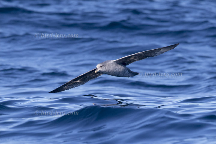 Eissturmvogel Eissturmvogel