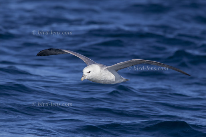 Eissturmvogel Eissturmvogel