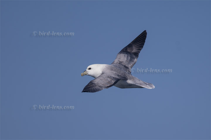 Eissturmvogel Eissturmvogel