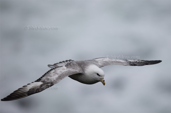 Eissturmvogel Eissturmvogel