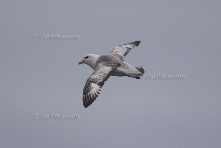 Eissturmvogel Eissturmvogel