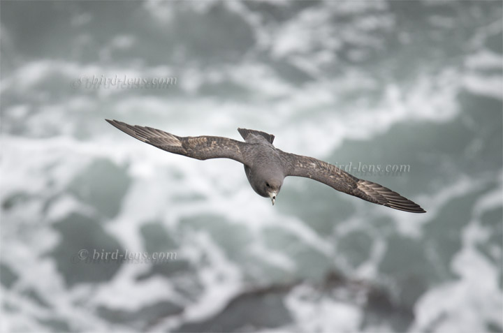 Eissturmvogel Eissturmvogel