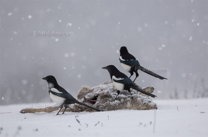 Black-billed Magpie Black-billed Magpie