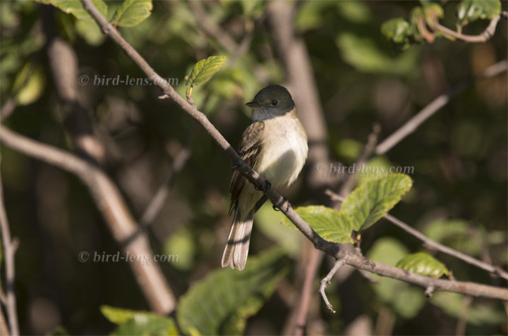 Alder Flycatcher Alder Flycatcher
