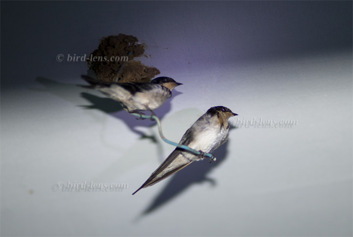 Fahlkehlschwalbe Fahlkehlschwalbe