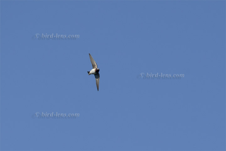 Fahlstirnschwalbe Fahlstirnschwalbe